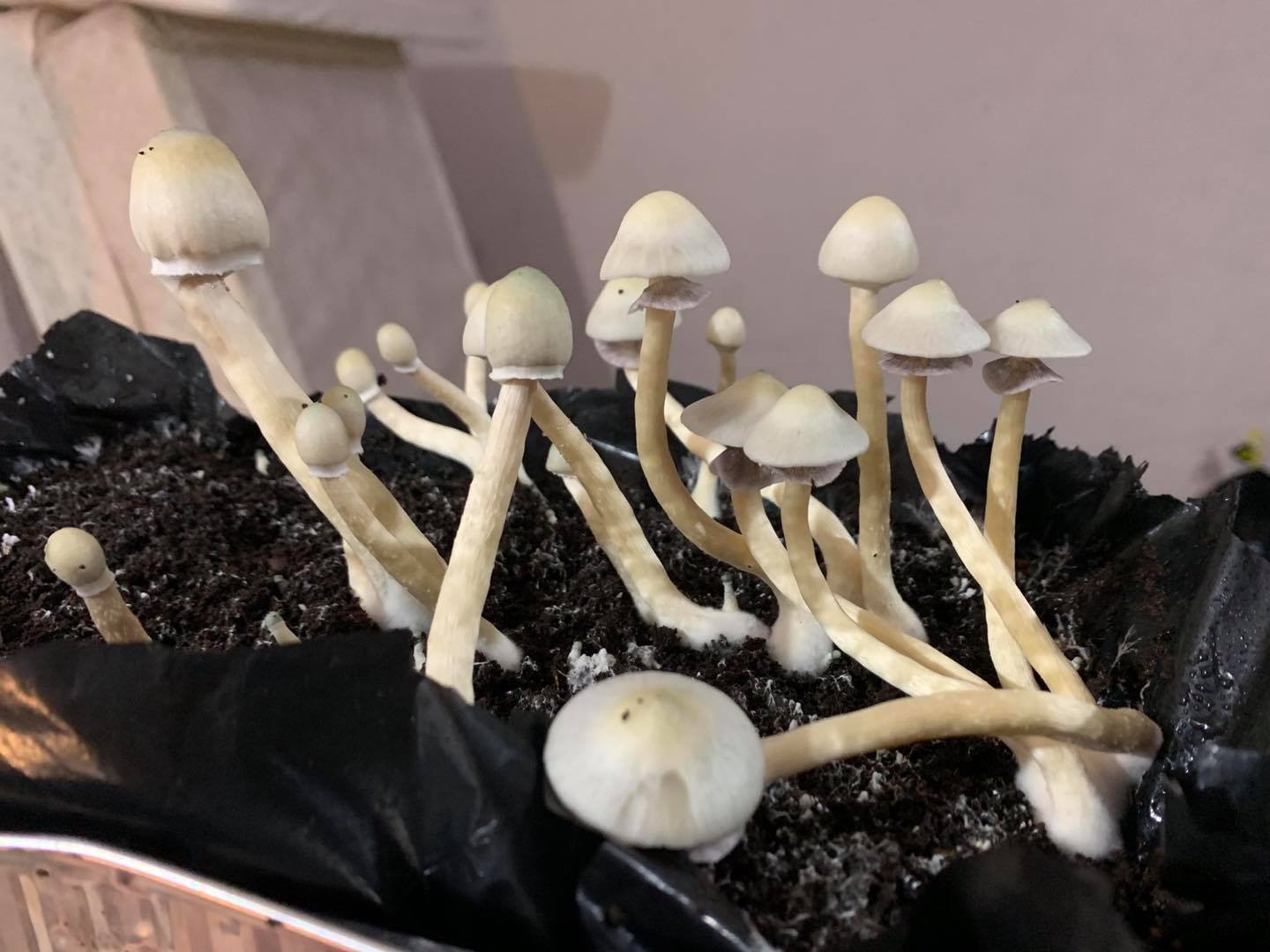 Buy Albino A+ Magic Mushrooms|where to buy mushrooms| Cheap shroom