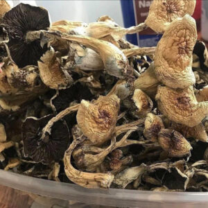 Golden Teacher Mushroom for sale