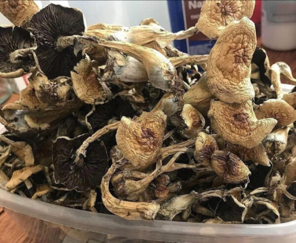 Golden Teacher Mushroom for sale