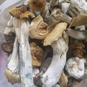 Cheap Brazilian Mushrooms Online