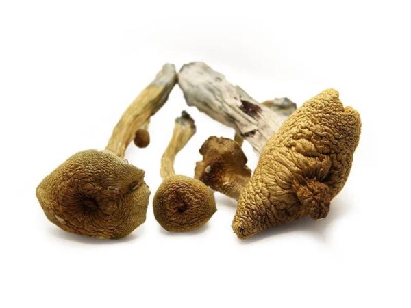Alacabenzi Magic Mushrooms for sale