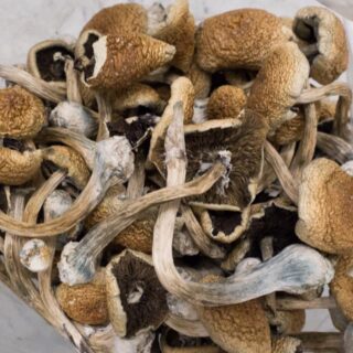  Best Place to Order Magic Mushrooms Online