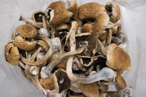 Best Place to Order Magic Mushrooms Online