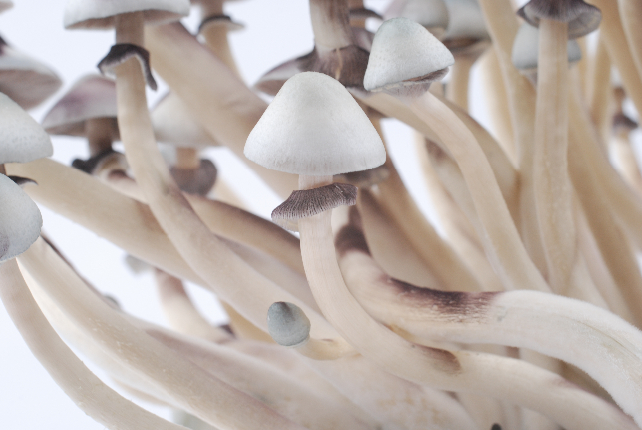 Buy-Albino-A-Magic-Mushrooms
