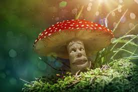 Psychedelic Mushroom Therapy