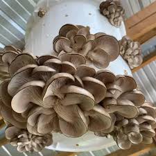 how to grow shroom at home