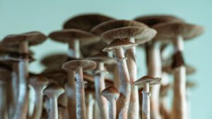 What Does a Mushrooms Overdose Look Like?