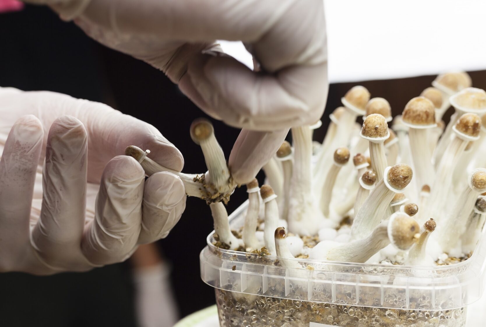 How to Grow Psychedelic Mushrooms in USA