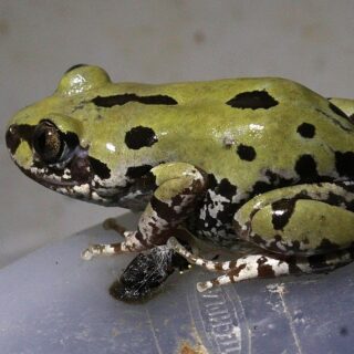 buy Kassina Senegalensis Toad Venom