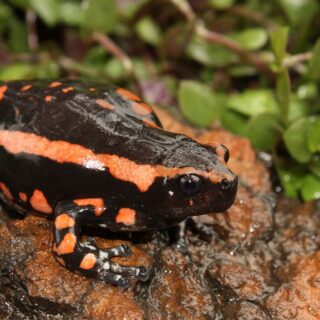 buy Phrynomantis bifasciatus toad venom